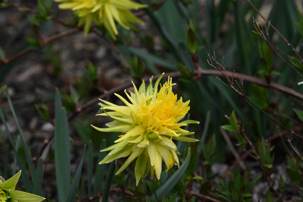 2025-04216368 Tower Hill Botanic Garden, MA.JPG - Daffodil 'Rip Van Winkle'. New England Botanic Garden at Tower Hill, MA, 4-21-2025
